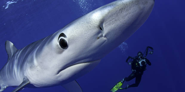 Un Touriste Belge Attaque Par Un Requin Bleu Le Long De La Costa Brava La Libre