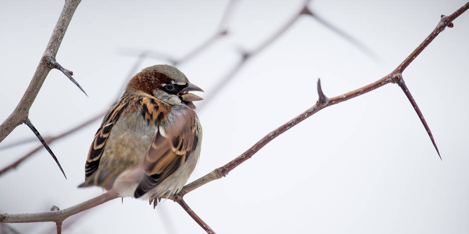 Recensement Des Oiseaux De Jardin La Fin Des Moineaux En Belgique La Libre