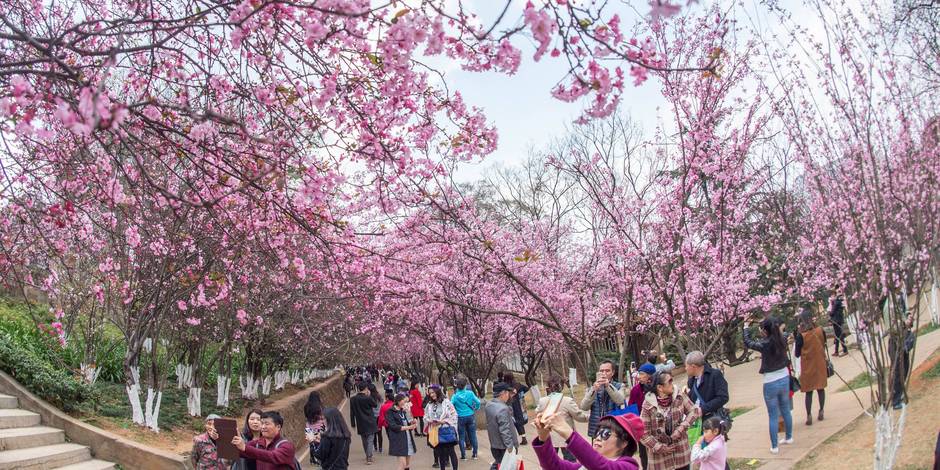 Les superbes images des cerisiers  chinois  en fleurs La Libre