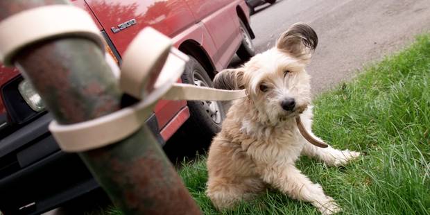 Quelles Sanctions Pour Ceux Qui Abandonnent Leur Animal De