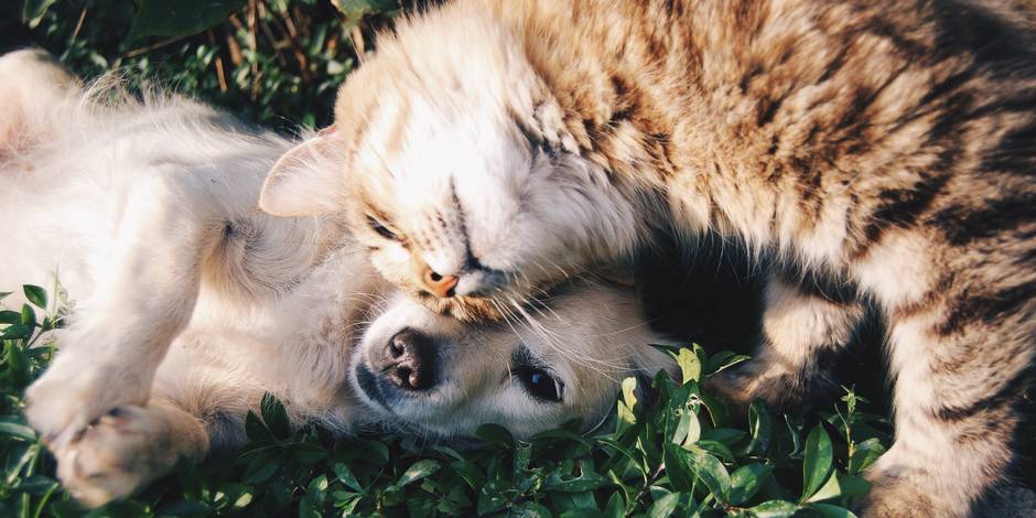 L Acupuncture C Est Aussi Pour Les Chiens Et Les Chats La Libre